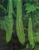 LUFFA - BURETE VEGETAL