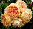 Crown princess Margareth