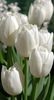 Tulipa Witte Rebel