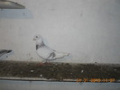DSCN0199