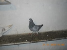 DSCN0203