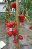 ROSII MARMANDE