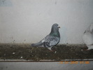 DSCN0204