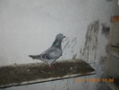 DSCN0205