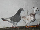 DSCN0221
