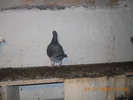 DSCN0236