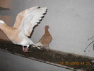 DSCN0242
