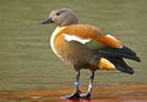 south-african-shelduck1
