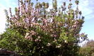 IMG_20150427_090411