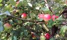 IMG_20150720_100900