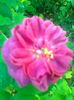 Trandafir Rose de Rescht,13.11.2015