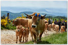 Vacutele Aubrac la drum-pp6