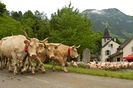 Vacutele Aubrac pleaca la munte