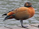 Australian x Ruddy Shelduck, Grange-over-Sands collection, 28-Dec-11 (A11)