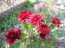 DSCN4853