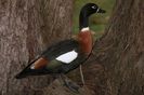 Australian-Shelduck-12