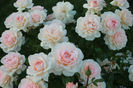 Chandos Beauty (2)