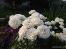 Cream Abundance (2)