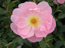 The Lady's Blush (2)