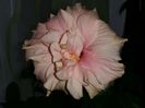 Classic pink