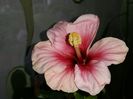 Pink dream