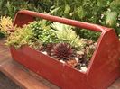 gby1905_1a-succulent-toolbox_s4x3_lg