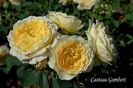 Casteu Gombert (2)