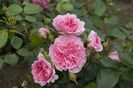 Pink Swany (1)