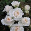 Princess of Wales (1)
