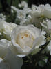 Princess of Wales (2)