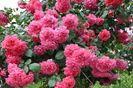 Rosarium Uetersen
