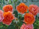 RosaTeaTime_03[1]