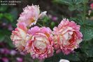 Rose des Cisterciens (2)