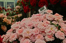 Twiggy's Rose (2)