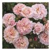 twiggy-s-rose[1]