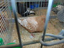 DSC02749