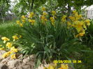 Iris B (floare foarte mare)