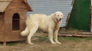 alma