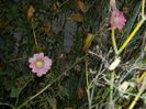DSCN3778