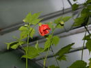 DSCN3784