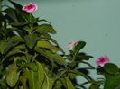 DSCN3795
