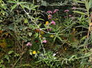 DSCN3797
