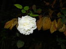 DSCN3817