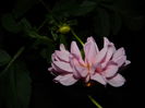 DSCN3821