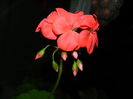 DSCN3833