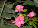 DSCN3838