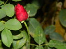 DSCN3863