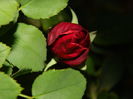 DSCN3865