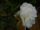 DSCN3868