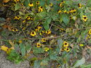DSCN3884